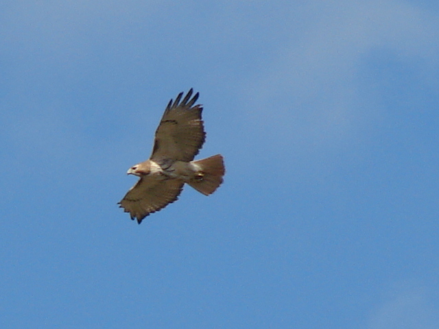 Great Red Tailed Hawk overhead