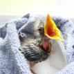 Orphaned Robin 